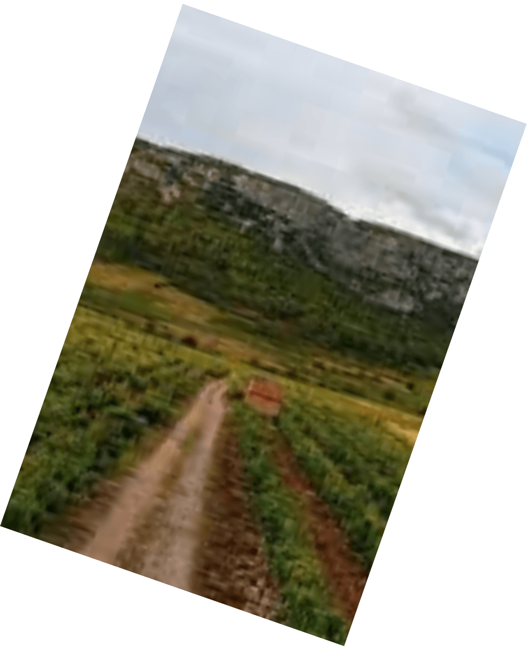 Vinification